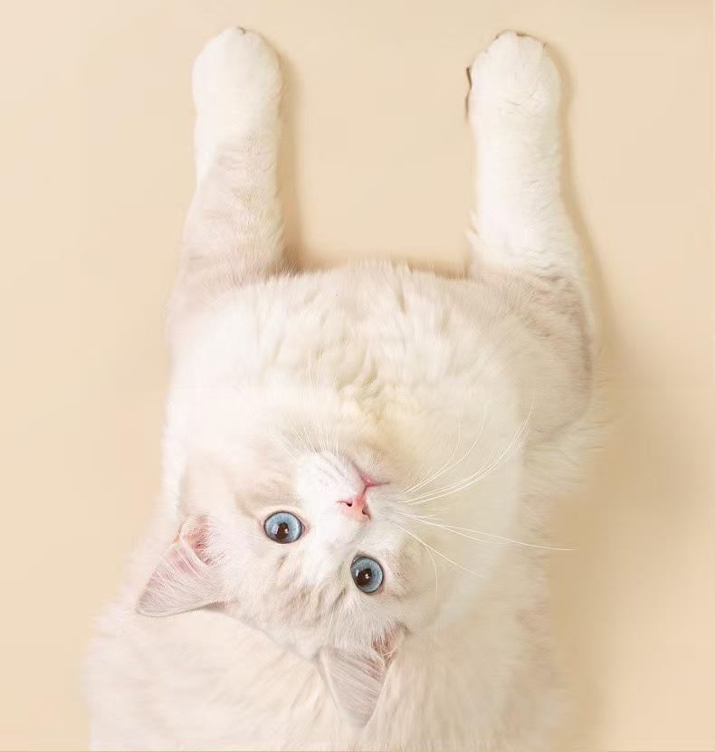 DuckFun™ – Interactieve mini-eendenvoederbak | 50% korting