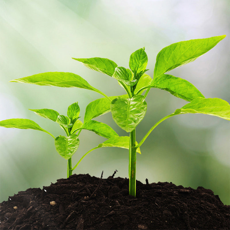 Intelligente Bodemanalyse — Ontketen Levendige Plantengroei