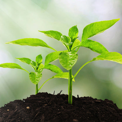 Intelligente Bodemanalyse — Ontketen Levendige Plantengroei