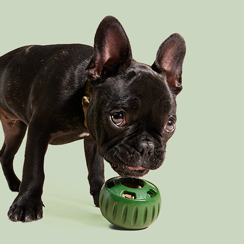 Opvulbaar Slow Food-speelgoed voor honden