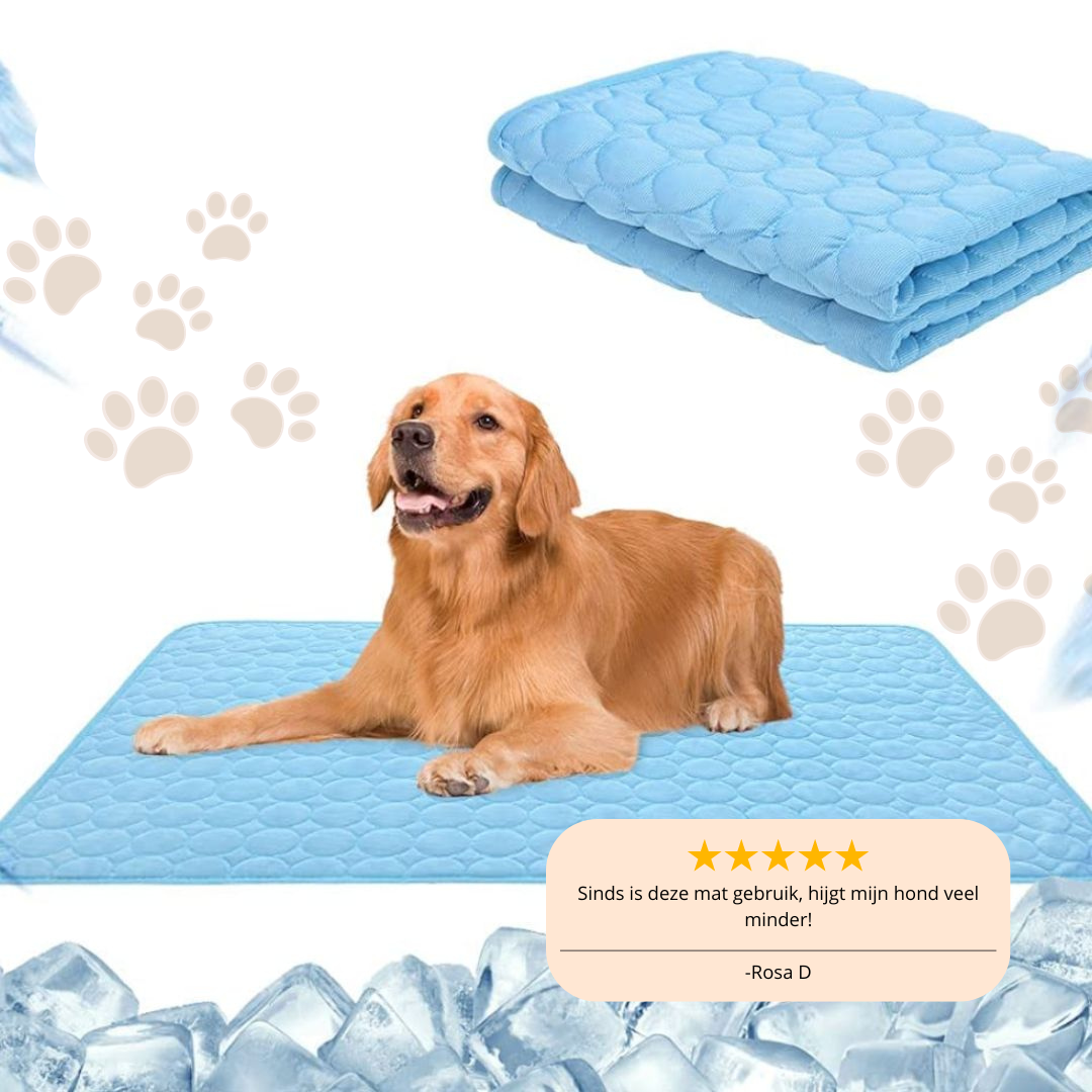 Bescherm uw hond tegen oververhitting!