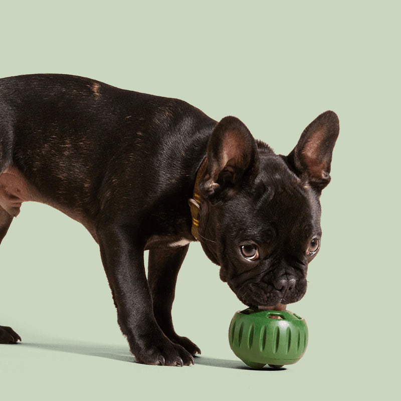 Opvulbaar Slow Food-speelgoed voor honden