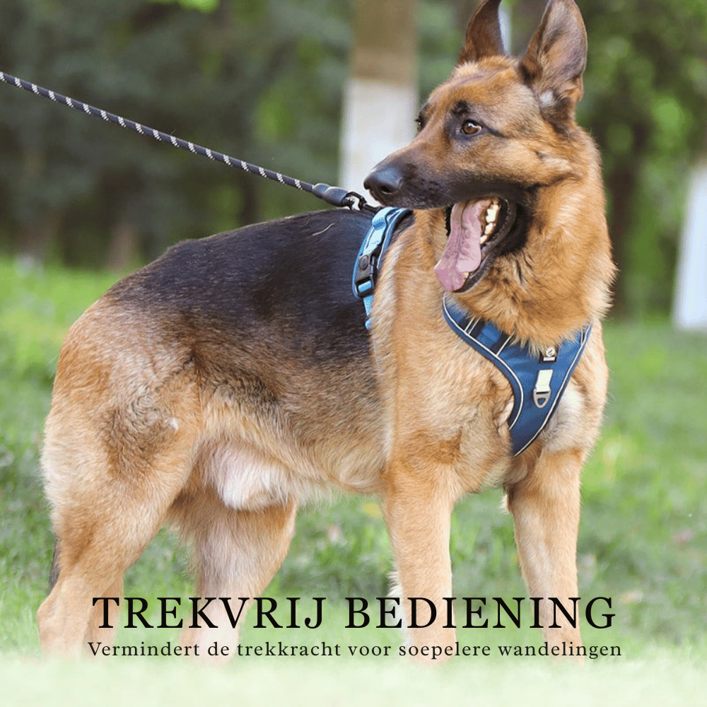 SafeWalk — Veilig Hondentuigje | 50% KORTING