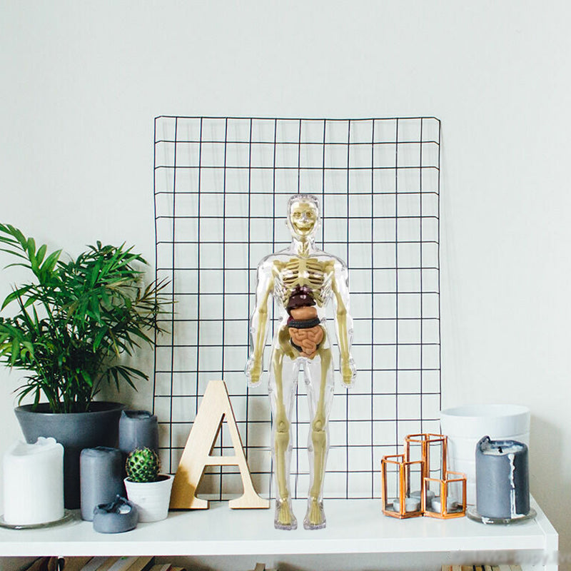 3D Menselijk Torso – Wek Dagelijks Nieuwsgierigheid Op
