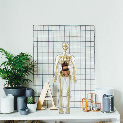 3D Menselijk Torso – Wek Dagelijks Nieuwsgierigheid Op
