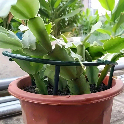 PlantSnap Ringen — Groei Sterk, Blijf Rechtop