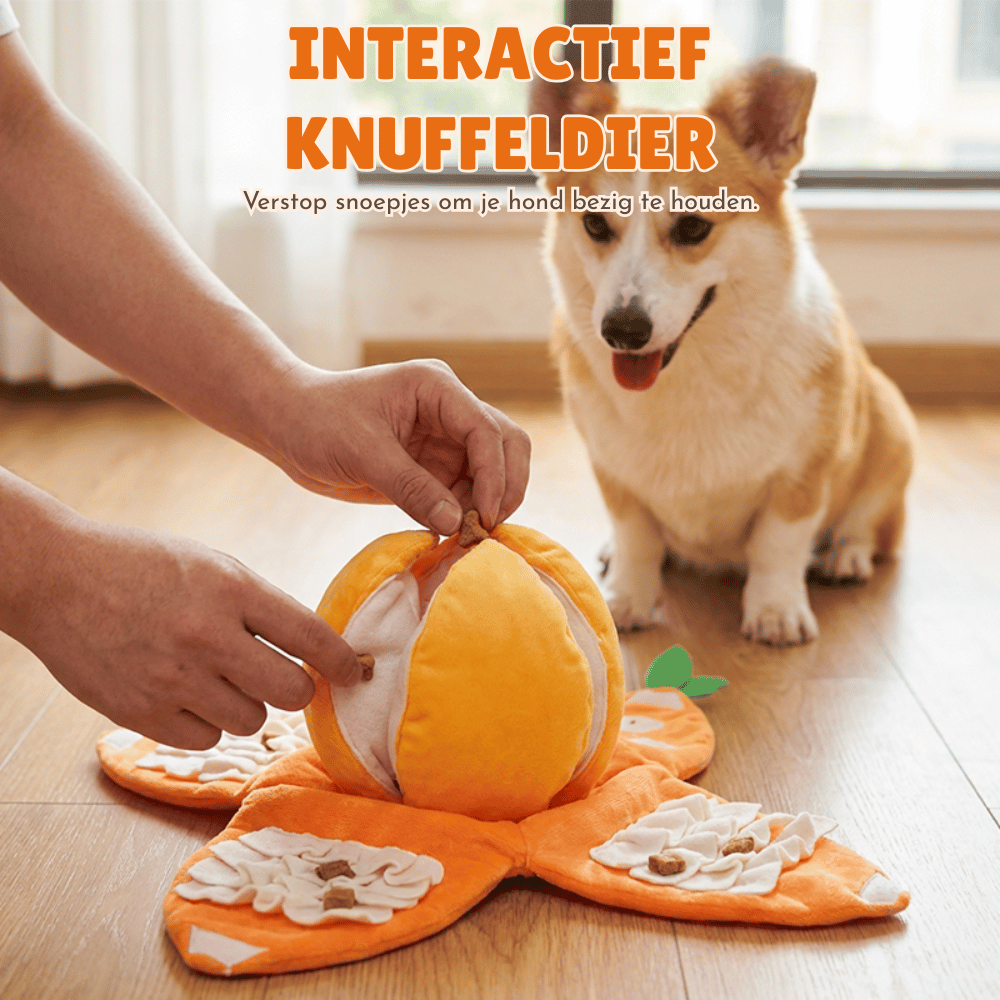 CitrusQuest — Interactief hondenspeelgoed | 50% KORTING