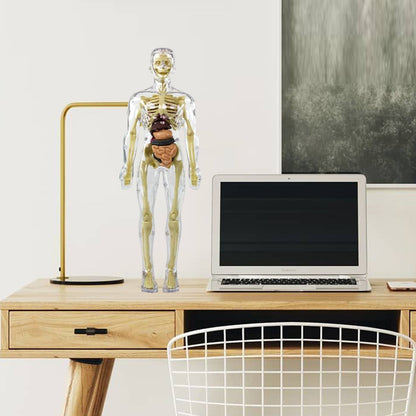 3D Menselijk Torso – Wek Dagelijks Nieuwsgierigheid Op