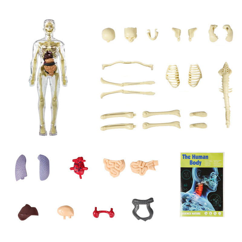 3D Menselijk Torso – Wek Dagelijks Nieuwsgierigheid Op