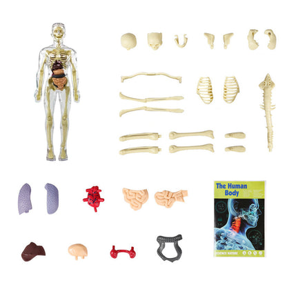 3D Menselijk Torso – Wek Dagelijks Nieuwsgierigheid Op