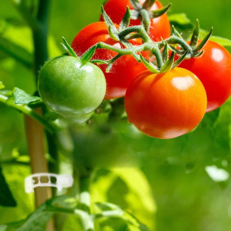 Ondersteuningsclips voor planten — Zachte bevestiging, Gezonde groei - 100 stuks
