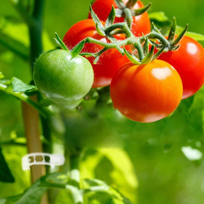 Ondersteuningsclips voor planten — Zachte bevestiging, Gezonde groei - 100 stuks