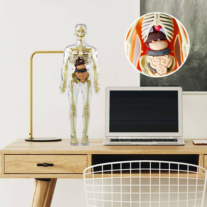 3D Menselijk Torso – Wek Dagelijks Nieuwsgierigheid Op