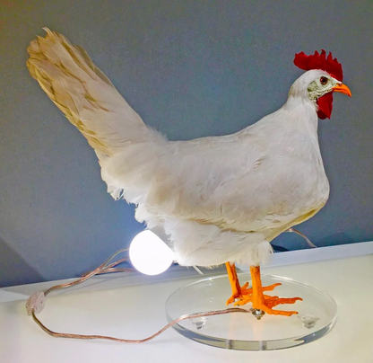 The CluckLight — Ontsteek Warmte, Inspireer Vreugde