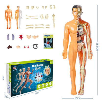 3D Menselijk Torso – Wek Dagelijks Nieuwsgierigheid Op