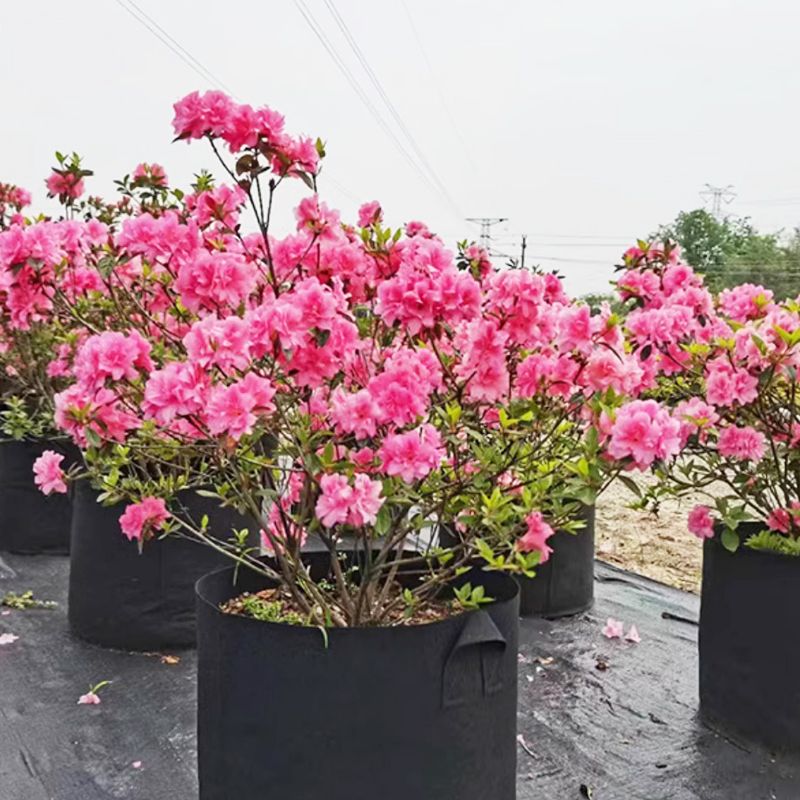GeoRoot Plantzakken — Gezonde Wortels, Maximale Groei