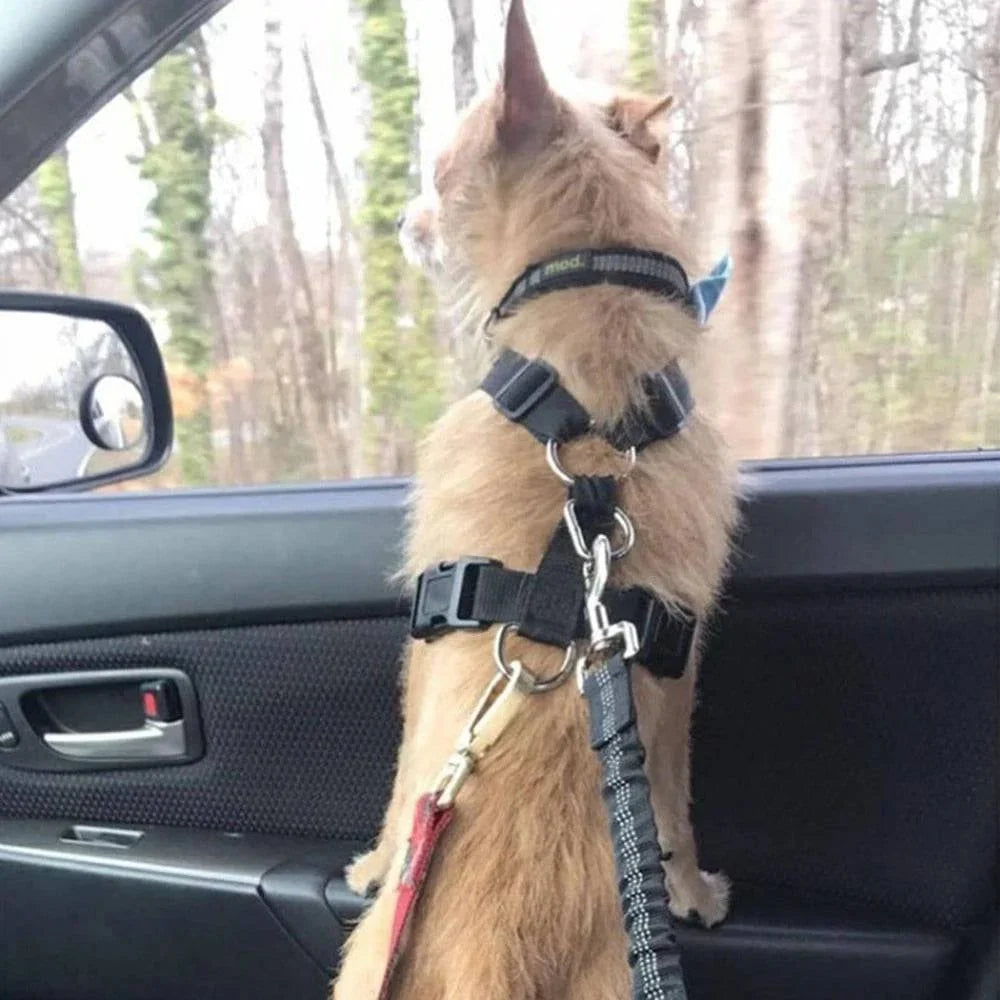 SafePaw — Vrijheid, Veiligheid, Geluk