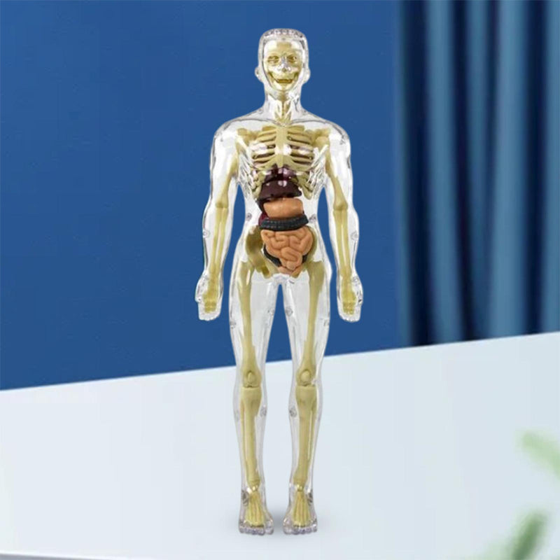 3D Menselijk Torso – Wek Dagelijks Nieuwsgierigheid Op