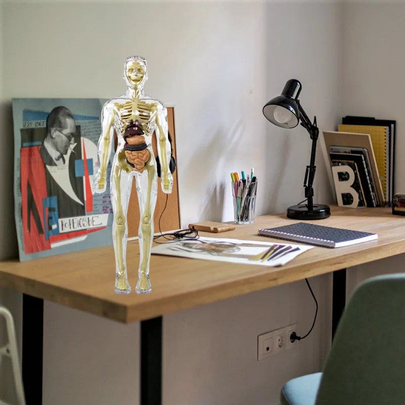 3D Menselijk Torso – Wek Dagelijks Nieuwsgierigheid Op