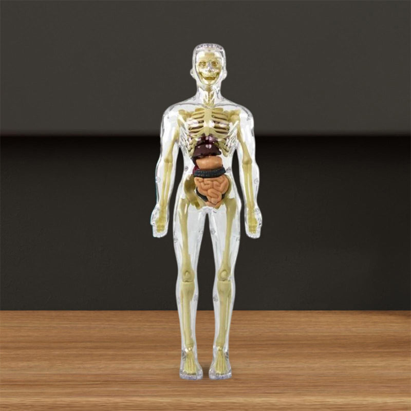 3D Menselijk Torso – Wek Dagelijks Nieuwsgierigheid Op