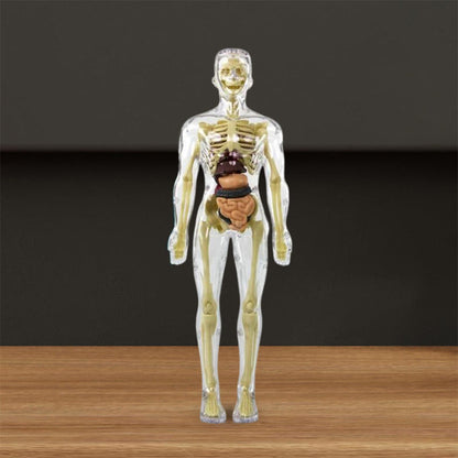 3D Menselijk Torso – Wek Dagelijks Nieuwsgierigheid Op