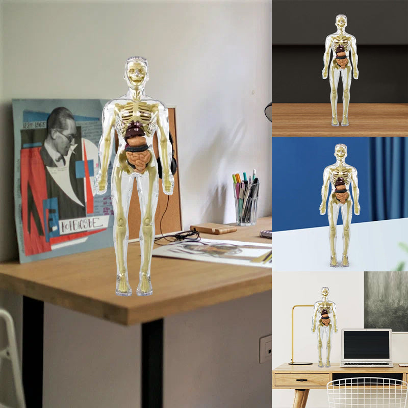 3D Menselijk Torso – Wek Dagelijks Nieuwsgierigheid Op