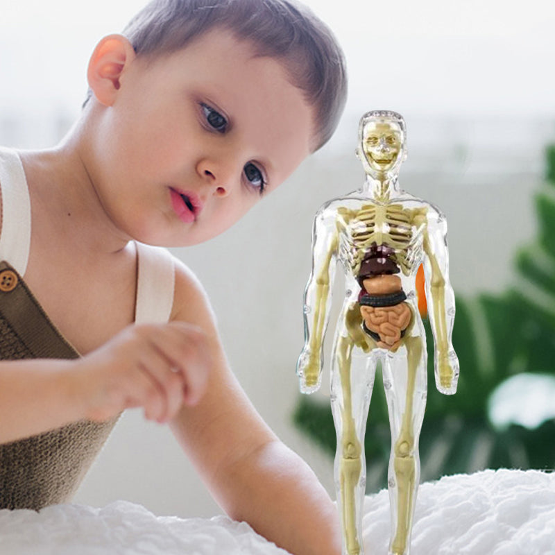 3D Menselijk Torso – Wek Dagelijks Nieuwsgierigheid Op