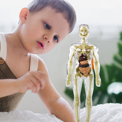 3D Menselijk Torso – Wek Dagelijks Nieuwsgierigheid Op