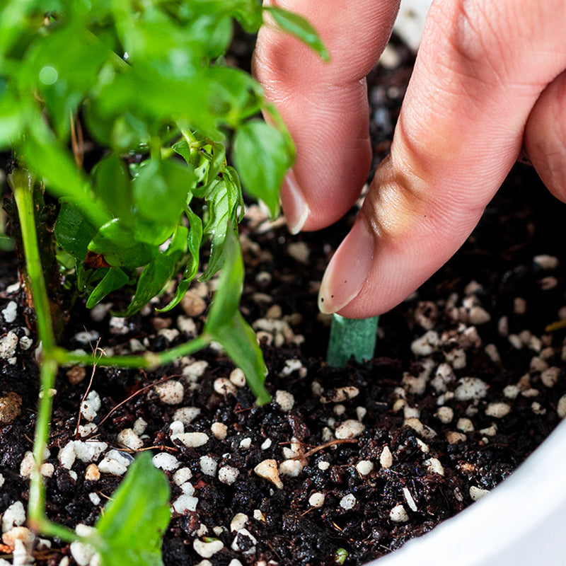 GrowPulse — Plant Nutrient Sticks | 1+1 GRATIS