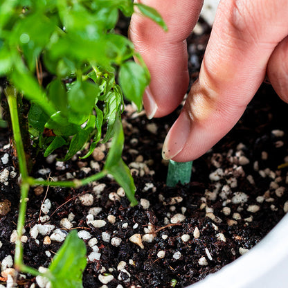 PlantEssentia — Ontketen Levendige Groei - 18 Beats