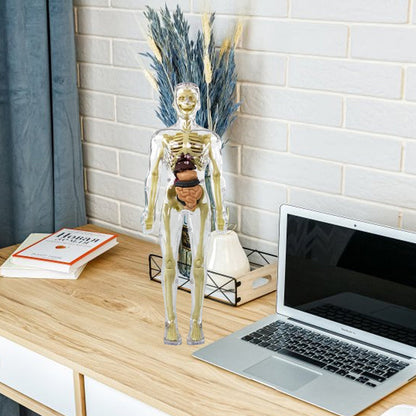 3D Menselijk Torso – Wek Dagelijks Nieuwsgierigheid Op
