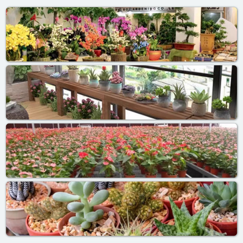 BloomGuard – Antibacteriële bruistabletten voor bloemen | 1+1 GRATIS