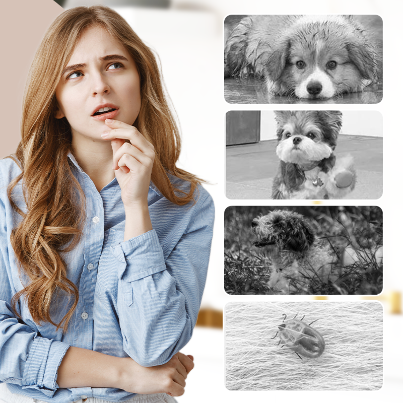 PawGuard – Stofdichte buitenbroek voor honden